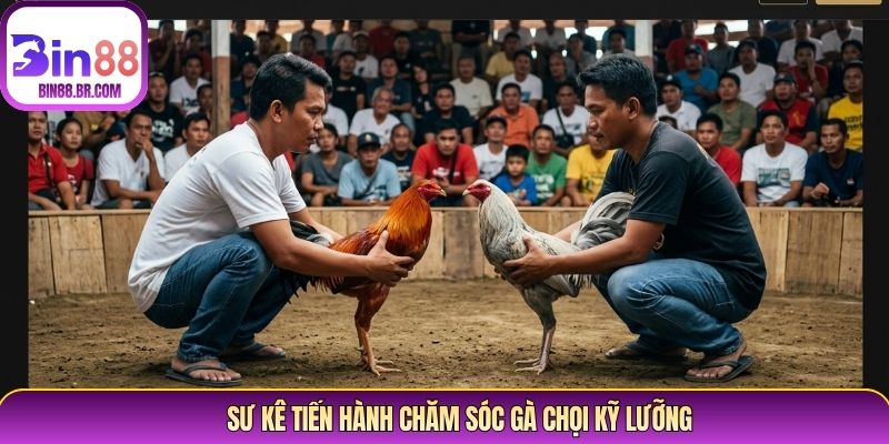 Sư kê tiến hành chăm sóc gà chọi kỹ lưỡng